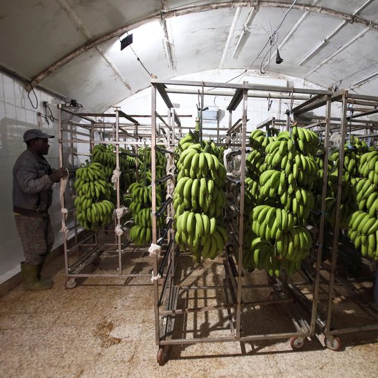 Digging for victory: Algeria turns to bananas in trade gap battle