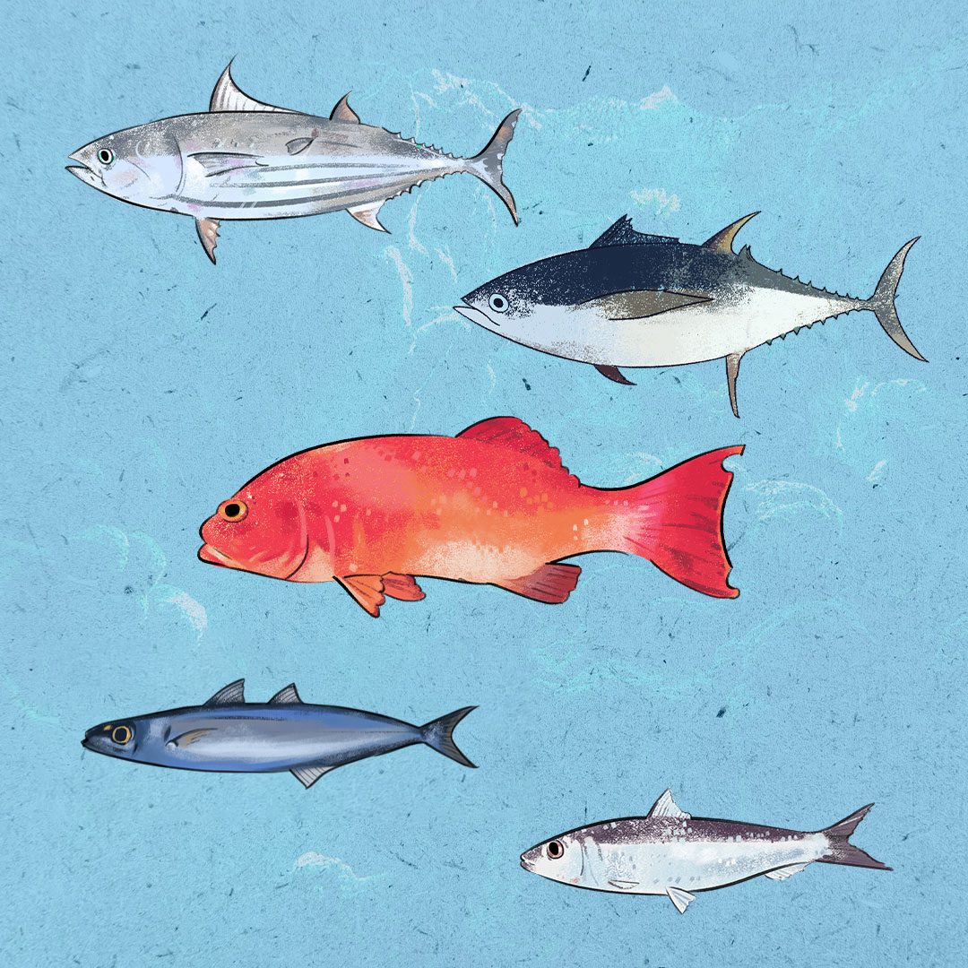 different types of fishes with names