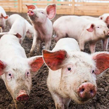 Basilan imposes pork ban to prevent spread of ASF