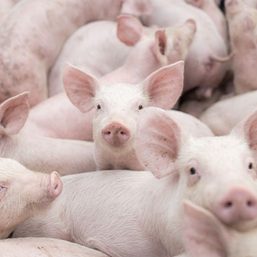 DA to roll out African swine fever vaccines by September