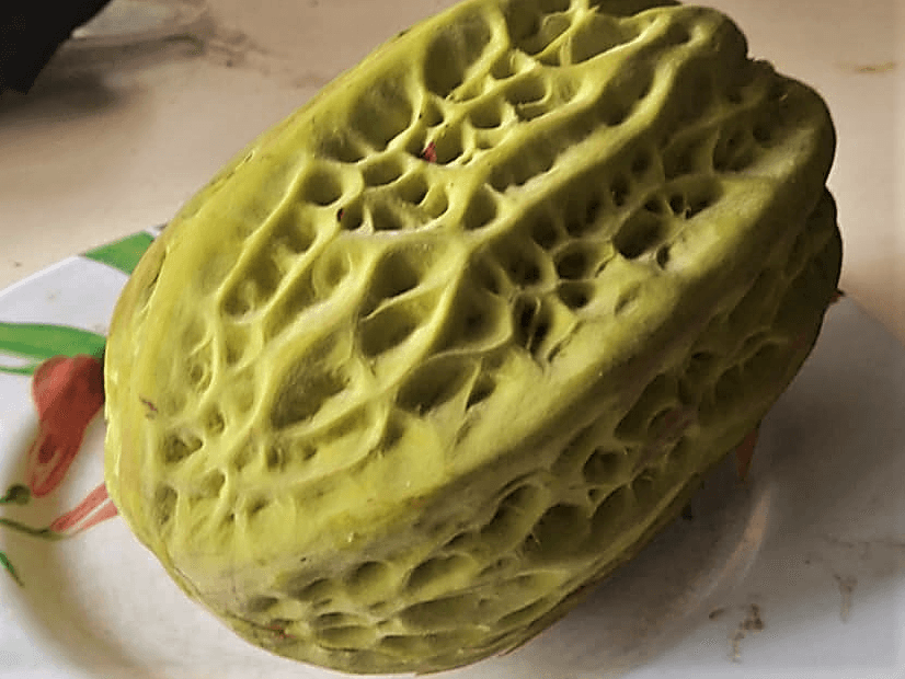Sarangani farmer finds rare durian-tasting cacao in his farm