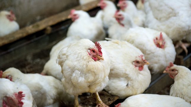 Philippines bans bird imports from Australia over avian flu outbreaks