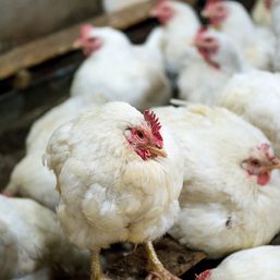 Scientists isolate human gene able to fend off most bird flu viruses