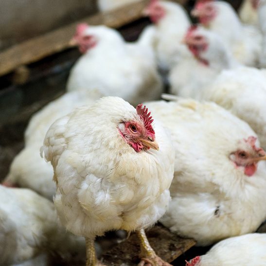 Philippines bans bird imports from Australia over avian flu outbreaks