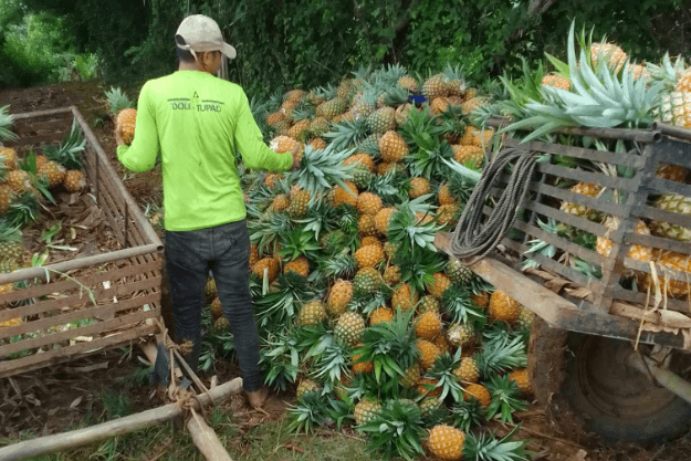Pinya better believe it! Get 7 kilos of pineapples for P249 from Isabela farmers