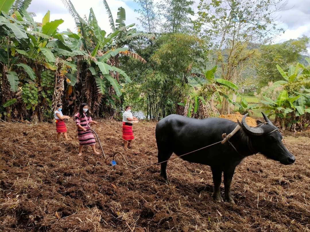 Teacher’s initiative transforms dumpsite into IP village, farm in Nueva Vizcaya