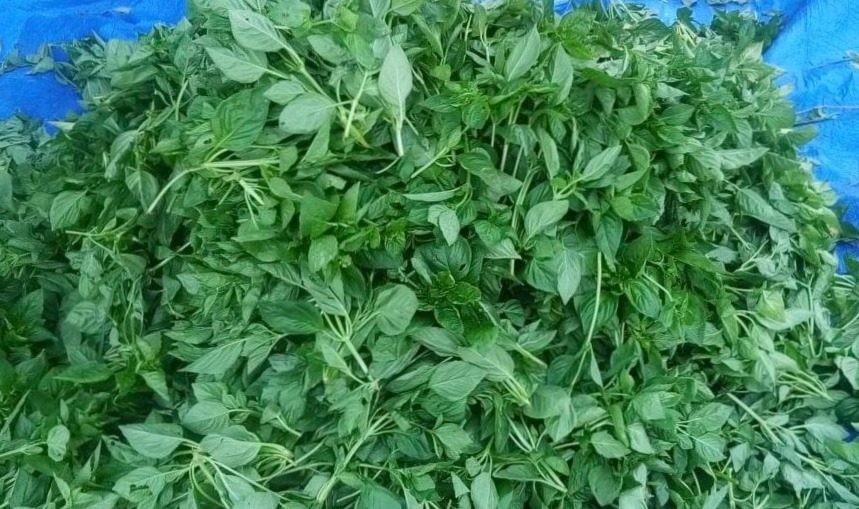 All about that basil! Get 1 kilo of basil for P210 from Pampanga farmers