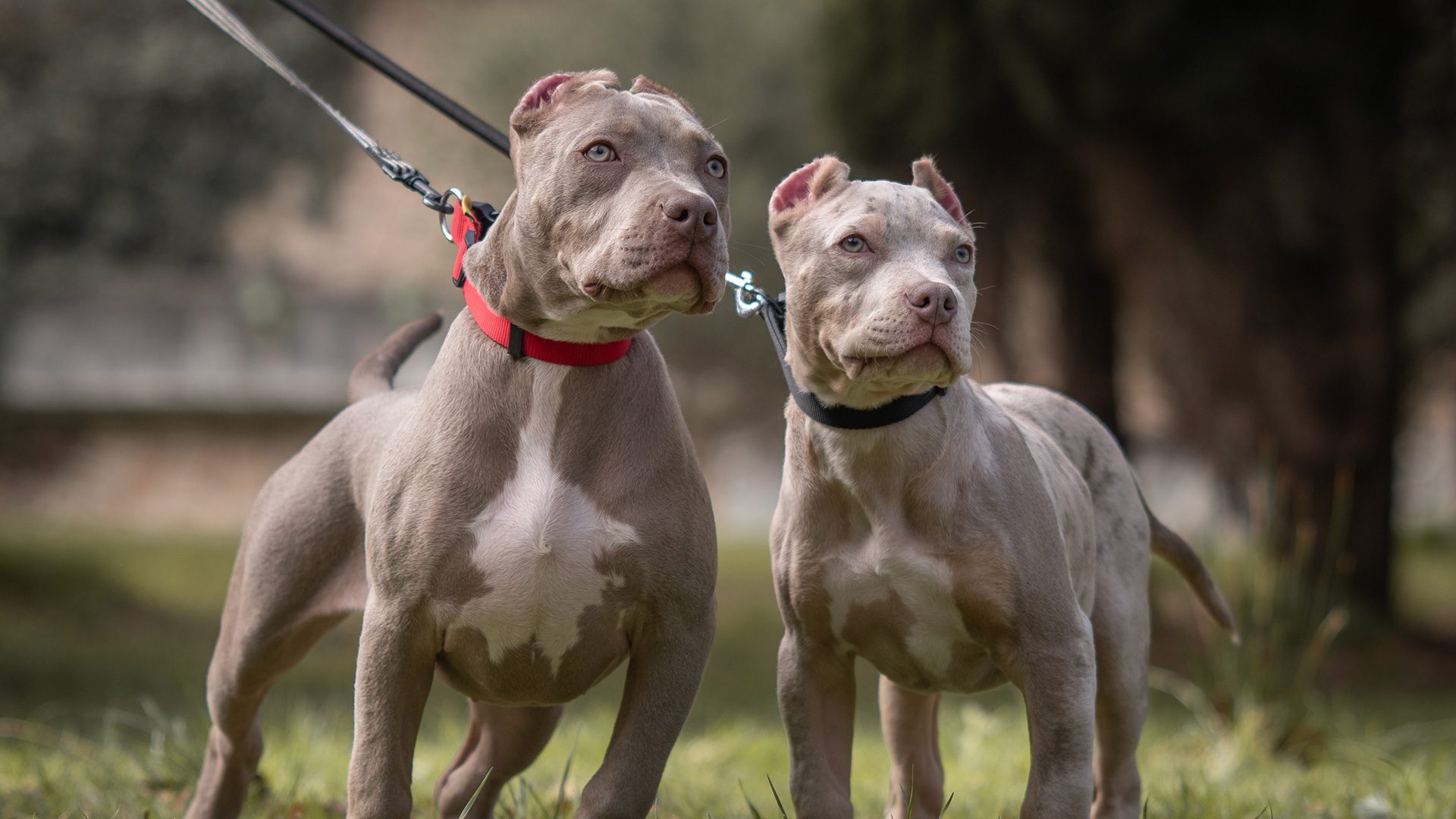 American Bully Dogs Banned in the U.K.—Could the U.S. Follow?