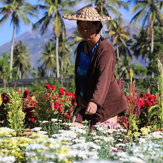 Resilience in bloom: A couple’s thriving flower farm near Mayon Volcano