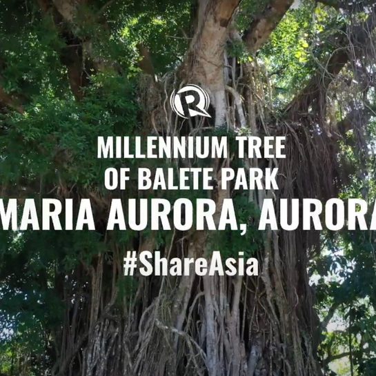 WATCH: A trip to Aurora’s Millennium Tree at Ronquillo Balete Ecopark