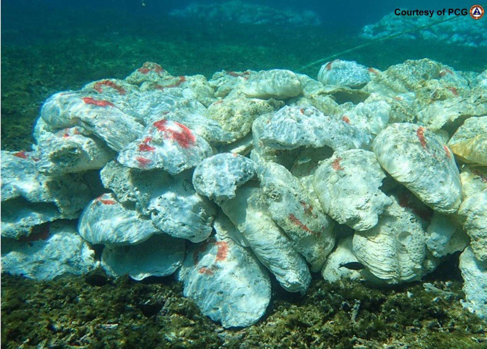 IN PHOTOS: Philippines says China ruined marine environment in Panatag Shoal 