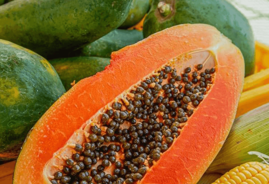 Get 4 kilos of papaya for P220 from Nueva Vizcaya farmers