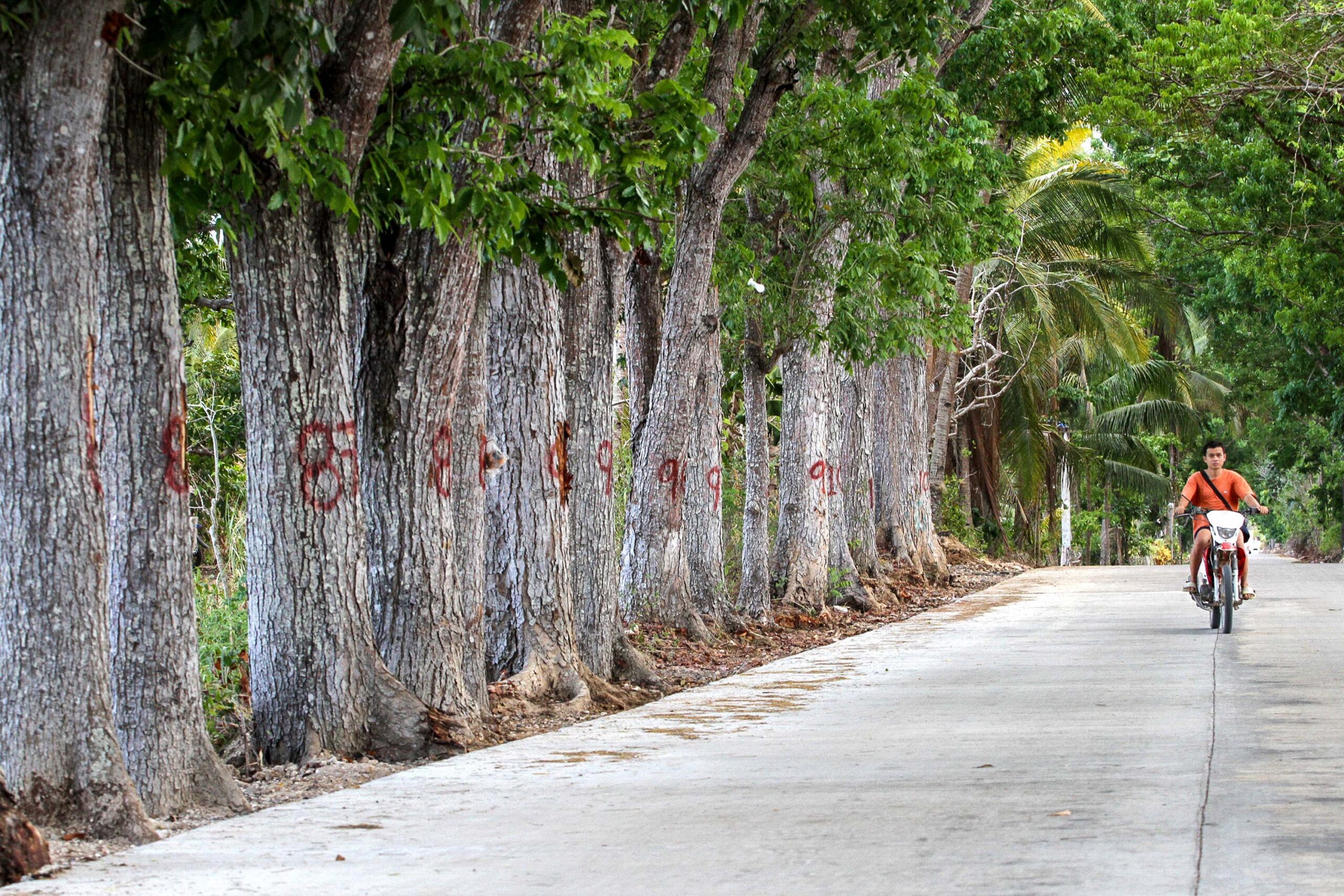 Cebu parish calls for protection of 700 trees amid road widening project