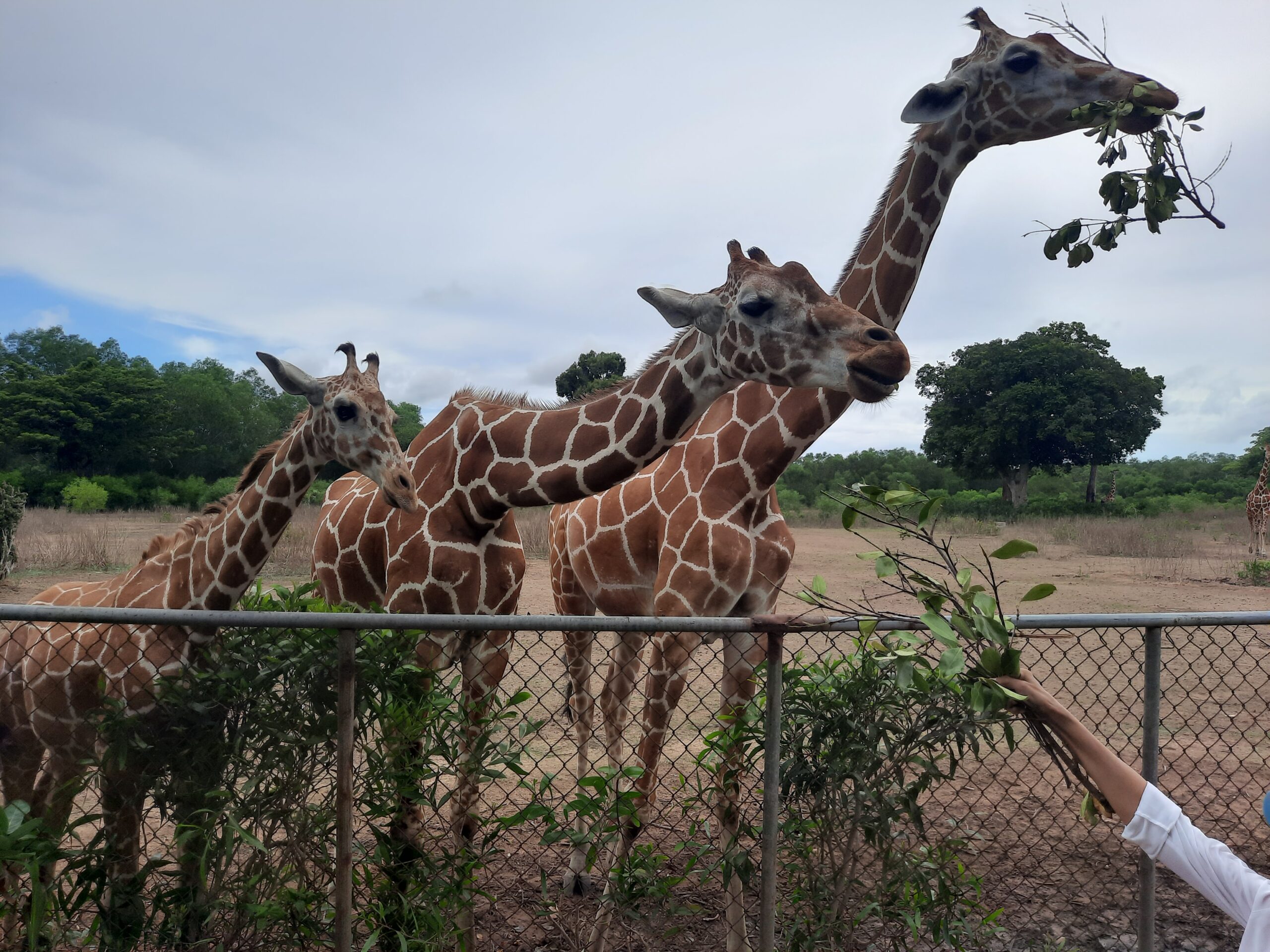 WATCH: Why the Calauit Safari Park is a rare experience 