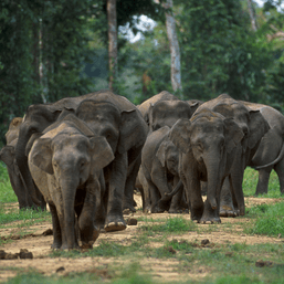 Bornean elephants endangered due to human activity, wildlife experts say