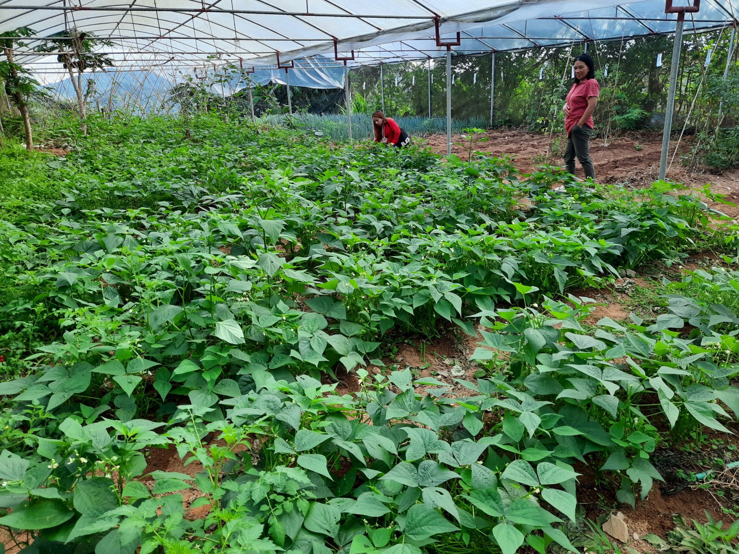 Organic farming Benguet