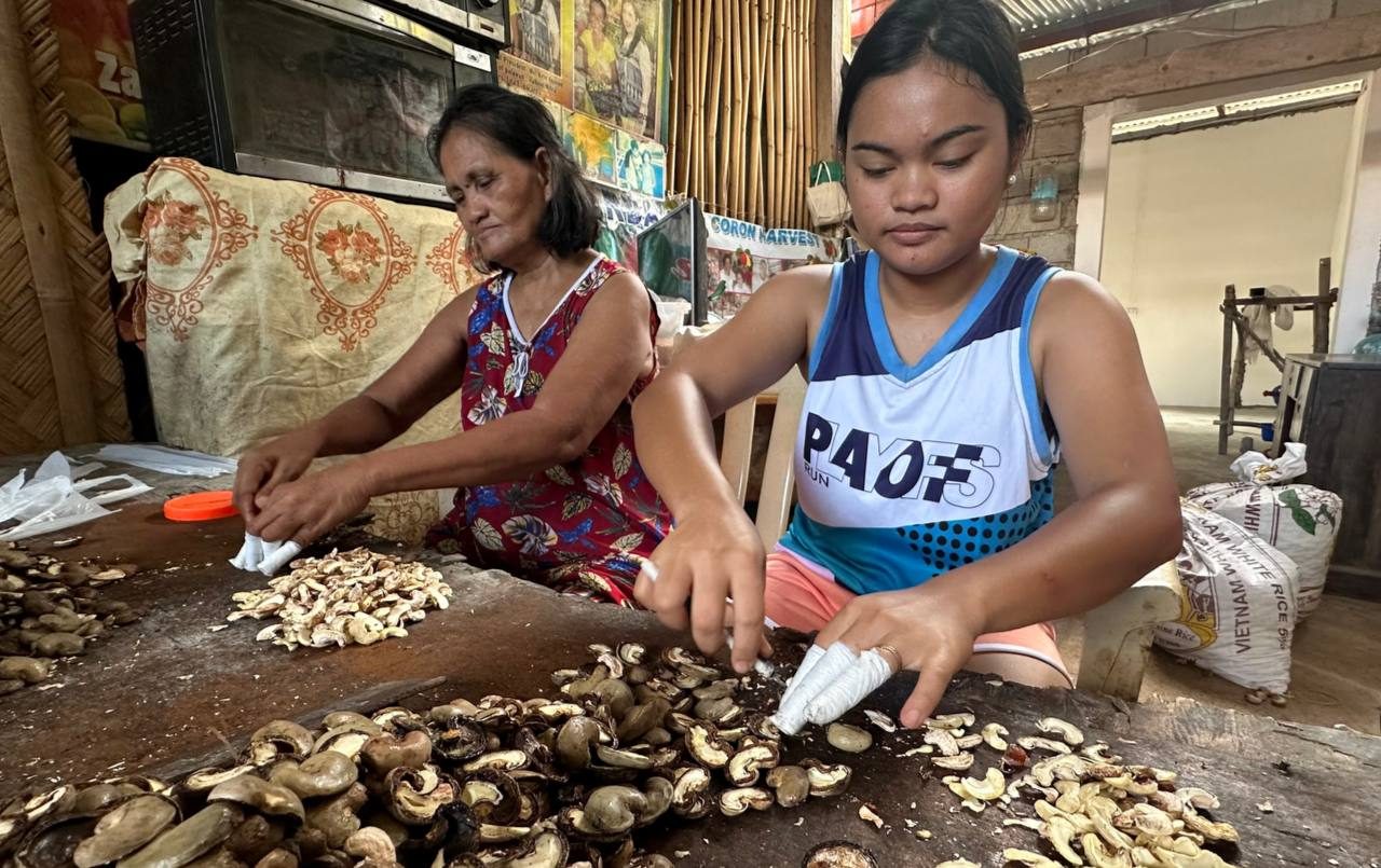 Cashew nut farmers splitting cashew apples open, females, nuts, table, sacks, food, persons