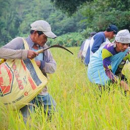 Farmers’ network seeks seed bank for traditional rice varieties in NIR