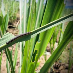 Armyworms ravage 177 hectares of farmland in Negros Occidental