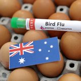 WHO says bird flu case in Australia followed travel to Kolkata, India