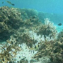 LOOK: Scientists find extensive bleaching, dead corals in Escoda Shoal