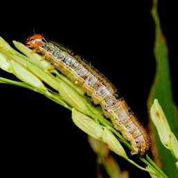 Fall armyworm infestation widens to 9 localities in Negros Occidental