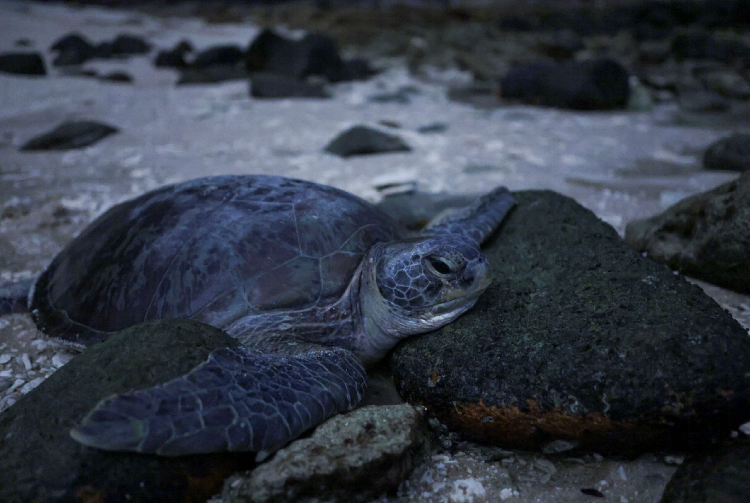 在马来西亚，气温升高意味着雄性海龟数量减少，对保护工作造成不利影响