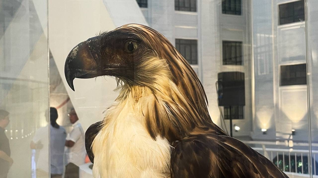 Preserved Philippine eagle unveiled at the National Museum