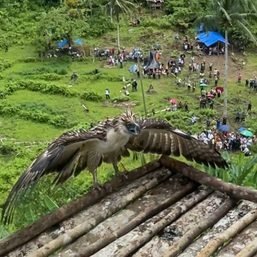 Philippine eagles Carlito and Uswag released in Leyte