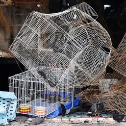 LOOK: Fire in Bangkok night market kills exotic animals, reptiles, pets