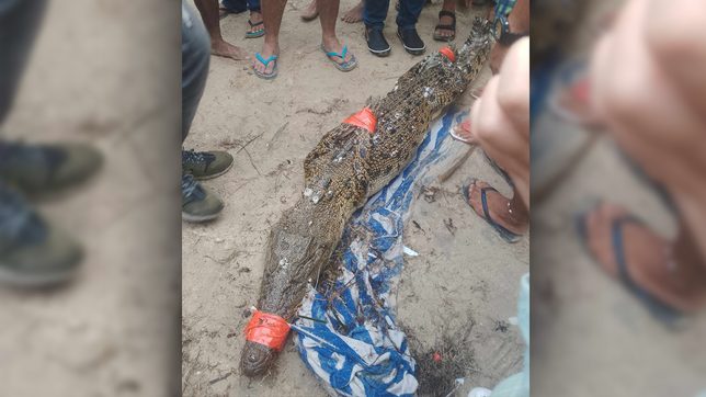 Saltwater crocodile spotted off Boracay caught after Carina-enhanced monsoon rain