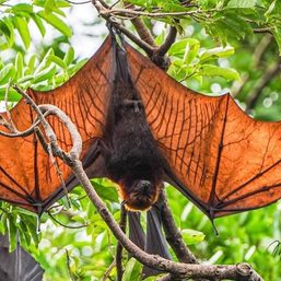 Save Boracay’s fruit bats, environmentalists appeal to DENR, local officials