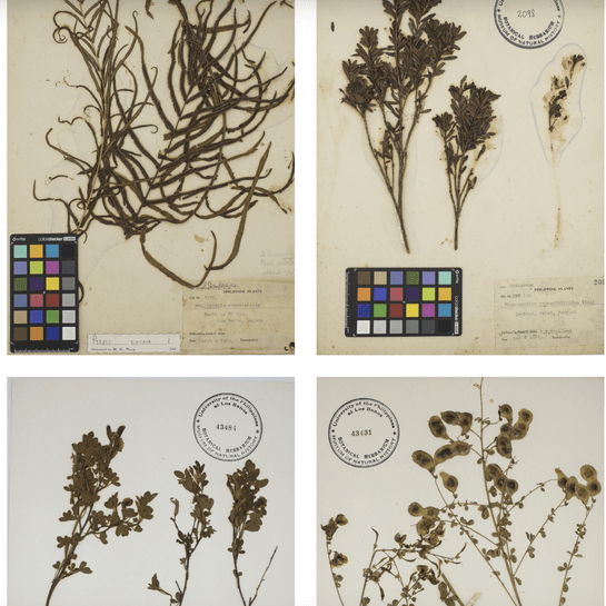UPLB’s hidden herbarium houses century-old botanical treasures