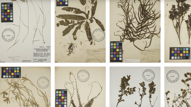 UPLB’s hidden herbarium houses century-old botanical treasures