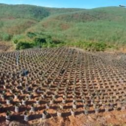 Negros Occidental farmers seek help over P2-billion palm oil project threat