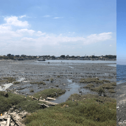 Navotas wetlands: Pollution, reclamation threaten ‘nature’s kidneys’ 