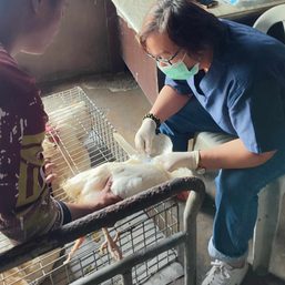 DA: No bird flu outbreak in Tarlac