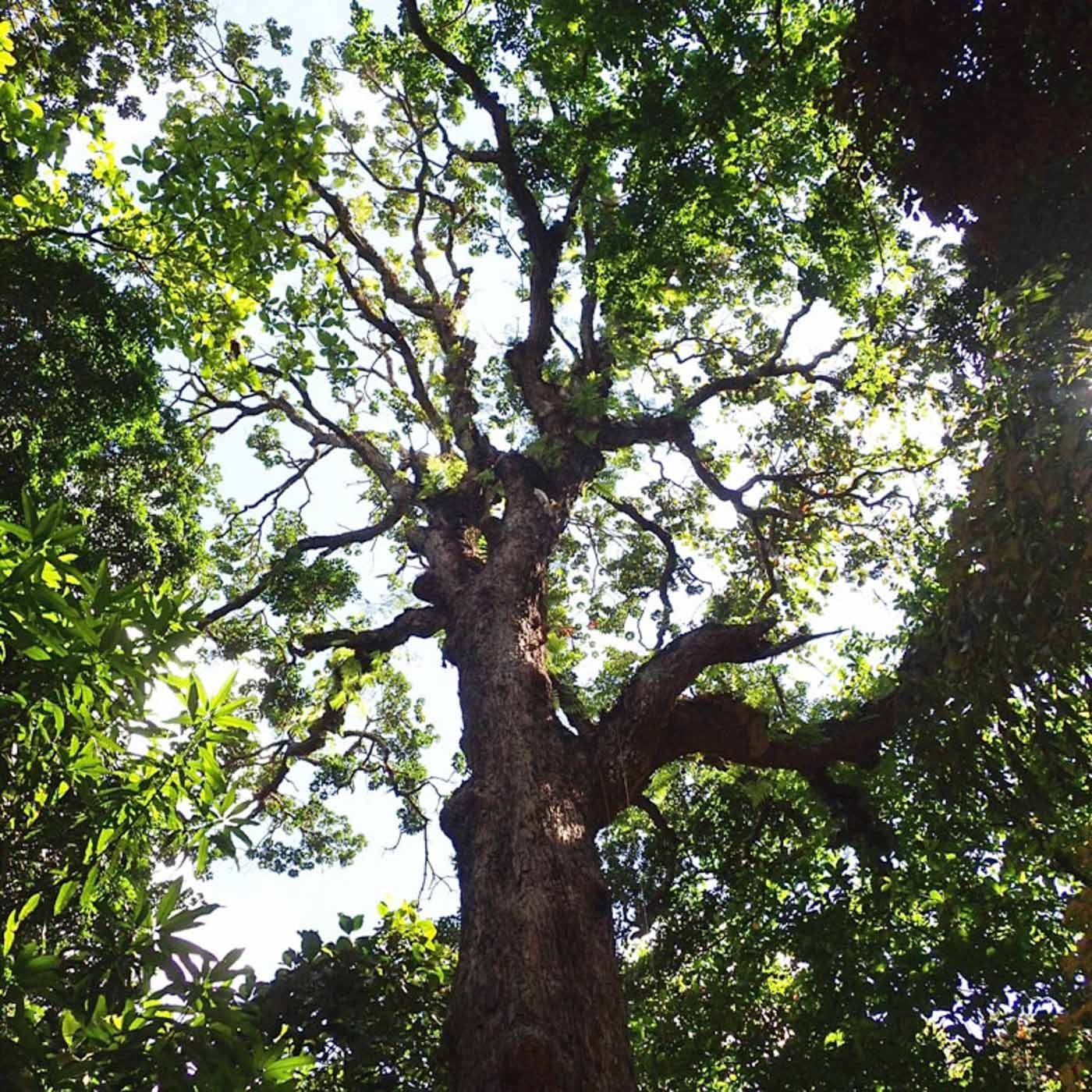 OVER A HUNDRED YEARS. The baluno tree near Rizal's main house. The tree was already there when Rizal bought the land. 