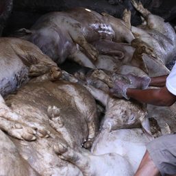Malacañang to provide compensation for hog raisers affected by ASF