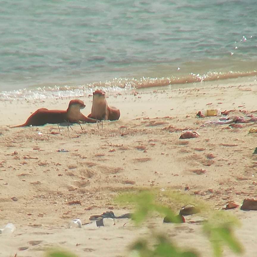 New record: 2nd otter species in PH spotted in Tawi-Tawi