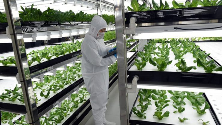 Factory goes from floppy disks to… lettuce