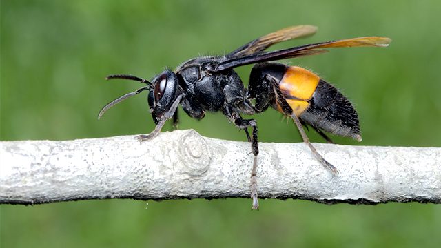 Asian giant hornets spotted for first time in U.S.