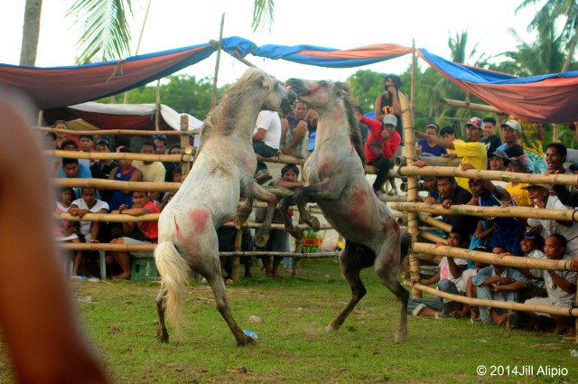 Illegal horse-fighting still goes on in parts of Mindanao