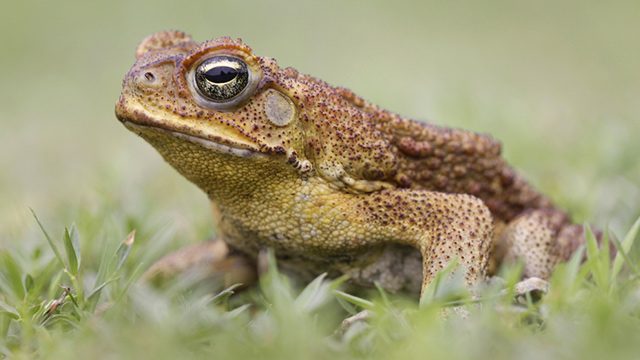 Oops? QC barangay goofed in releasing cane toads to estero