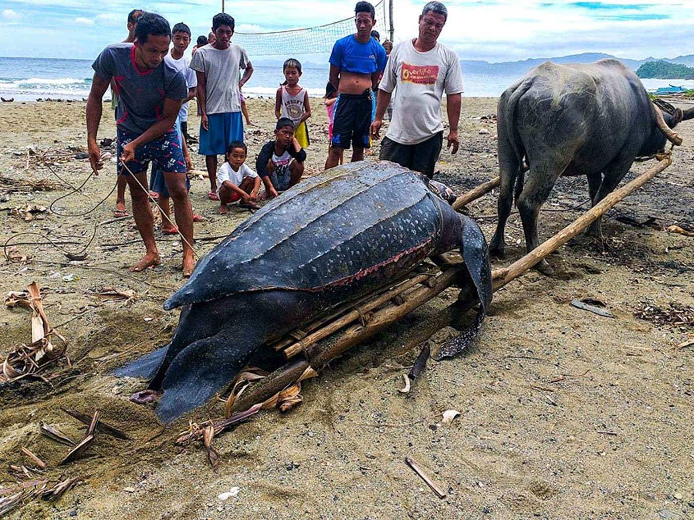 Giant leatherback sea turtle found dead in Camarines Sur