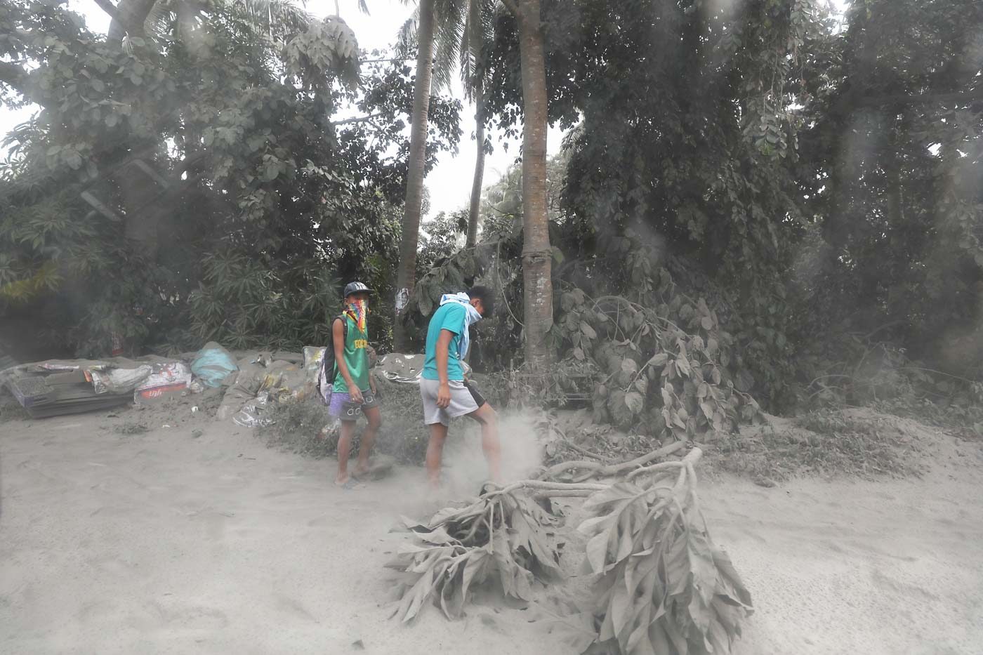 Taal Volcano ashfall ruins Batangas’ famous kapeng barako
