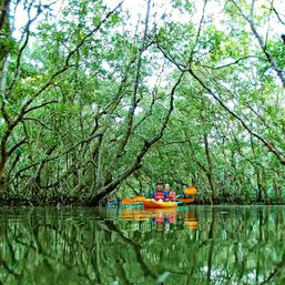 Mangroves and fireflies: Magical, eco-friendly kayak tour in Abatan River, Bohol