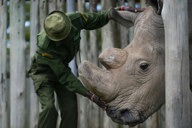Last male northern white rhino dies in Kenya – keepers